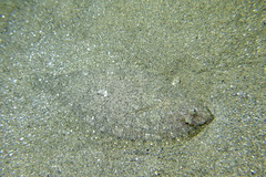 Arnoglossus laterna