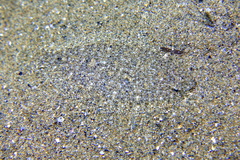 Arnoglossus