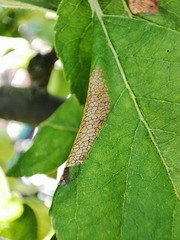 Phyllonorycter mespilella