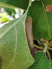 Phyllonorycter mespilella