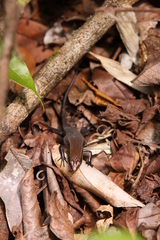 Eutropis greeri