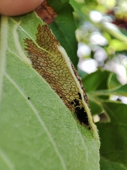 Phyllonorycter mespilella