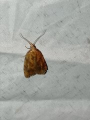 Sparganothis pilleriana