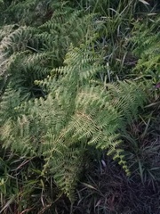Pteridium revolutum