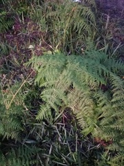 Pteridium revolutum