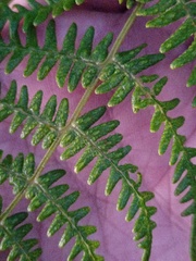Pteridium revolutum