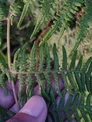 Pteridium revolutum