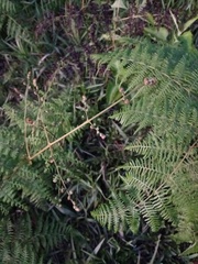 Pteridium revolutum