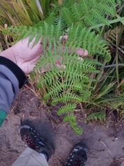 Pteridium revolutum