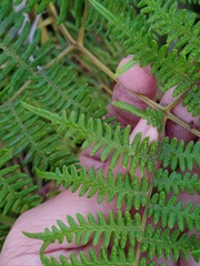 Pteridium revolutum