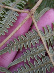 Pteridium revolutum
