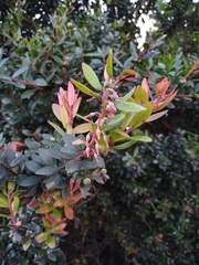 Vaccinium varingiifolium