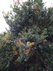 Vaccinium varingiifolium