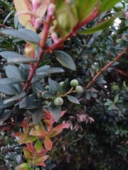 Vaccinium varingiifolium