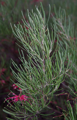 Grevillea pinaster