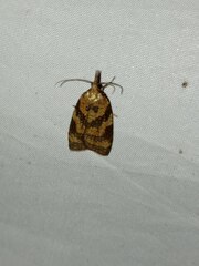 Sparganothis pilleriana