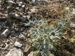 Eryngium amethystinum