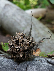 Xylaria liquidambar