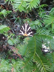 Euplagia quadripunctaria