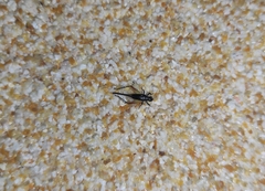 Trigonidium cicindeloides