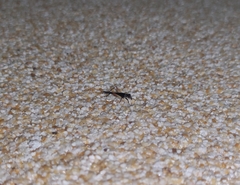 Trigonidium cicindeloides