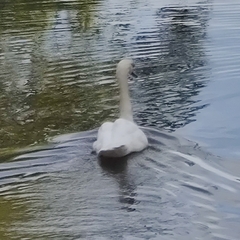 Cygnus olor