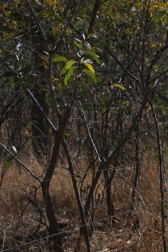 Image of Acacia tumida by (c) Hugo Innes, some rights reserved (CC BY)