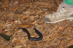 Megascolex caeruleus