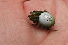 Aoaraneus pentagrammicus