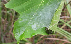 Aoaraneus pentagrammicus