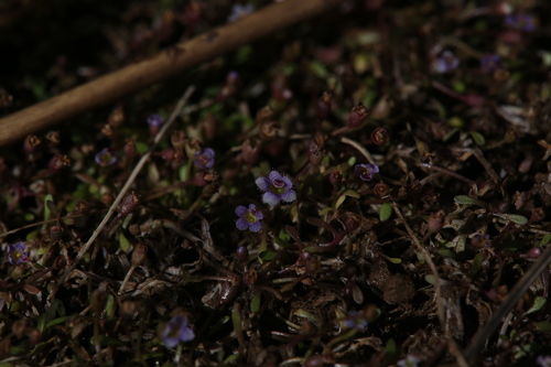 Image of Glossostigma Drummondii (Glossostigma drummondii) by (c) Hugo Innes, some rights reserved (CC BY)