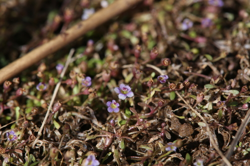 Image of Glossostigma Drummondii (Glossostigma drummondii) by (c) Hugo Innes, some rights reserved (CC BY)