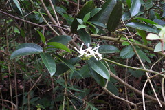Anodendron benthamiana