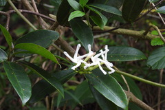 Anodendron benthamiana