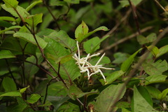 Anodendron benthamiana