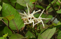 Anodendron benthamiana
