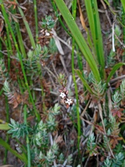Styphelia javanica