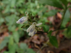 Rungia chinensis