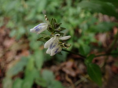 Rungia chinensis