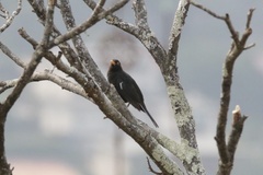 Turdus merula