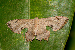 Dysaethria quadricaudata