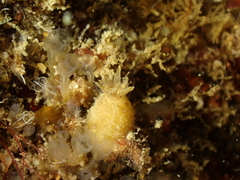 Sycon ciliatum