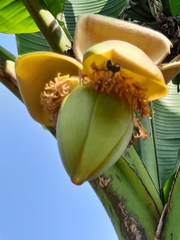 Musa basjoo