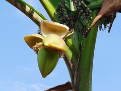 Musa basjoo