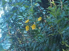 Hypericum leschenaultii