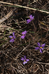 Byblis filifolia