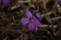 Byblis filifolia