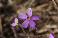 Byblis filifolia