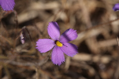 Byblis filifolia