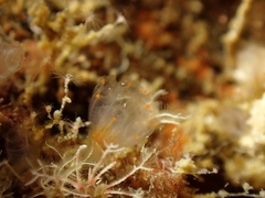 Aplidium punctum